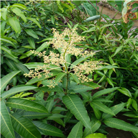 河源四季芒果苗，供应季芒果苗，河源芒果苗 