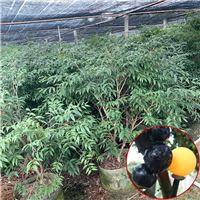 深圳阿根廷嘉宝果苗哪家好