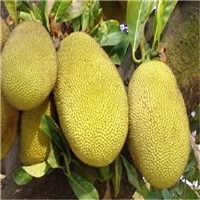 菠萝蜜苗价格 ，惠州菠萝蜜苗，淡水菠萝蜜苗 