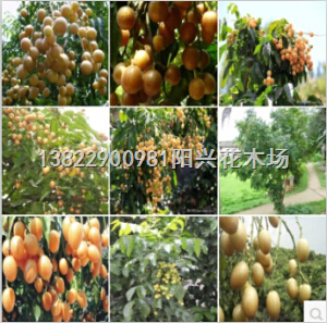 广东黄皮果苗 