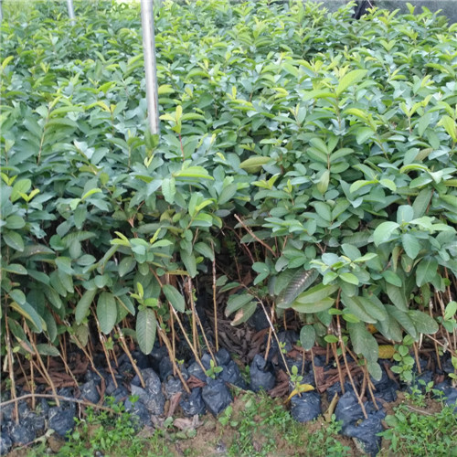 广东果苗批发，广东番石榴苗，惠州番石榴苗 