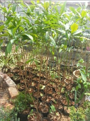 惠州黄晶果苗，广东黄晶果苗，广东果苗 