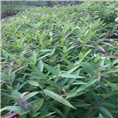 广东水蒲桃小苗 