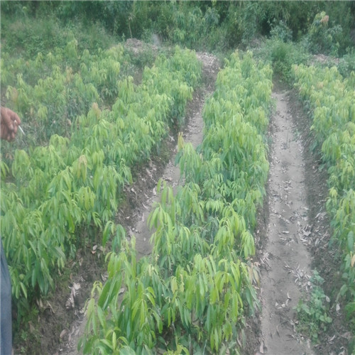 南方果树苗，广东荔枝苗，增城果苗 