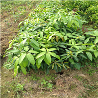 增城果树苗，增城金煌芒果苗，广州金煌芒果苗 