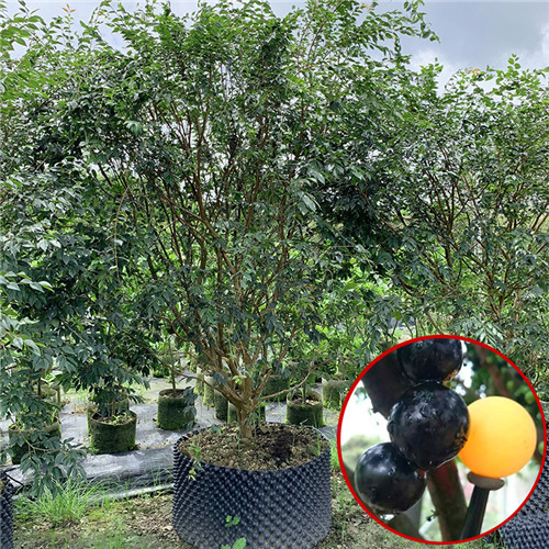 河源福冈嘉宝果苗推荐