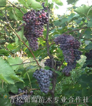 夏黑葡萄苗￥辽宁夏黑葡萄苗%&辽宁嫁接葡萄苗 