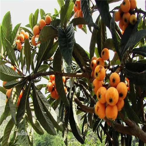 河源枇杷苗，深圳枇杷苗，惠州枇杷苗价格 