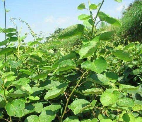 广东奇异果苗基地，广东奇异果苗，广东果苗 