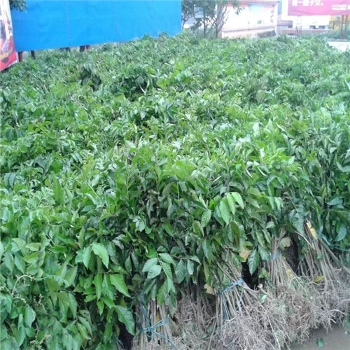 河源黄皮苗，黄皮苗价格，广东黄皮苗 
