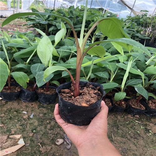 深圳红香蕉苗价格