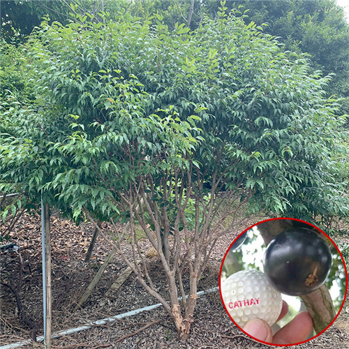 东莞阿根廷嘉宝果苗价格