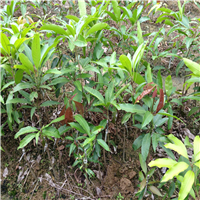 深圳桂七芒果苗，广东桂七芒果苗，广东果苗基地 