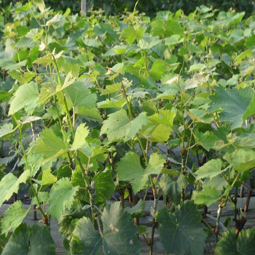 【辽宁嫁接葡萄苗】【葫芦岛嫁接葡萄苗】哪里有卖嫁接葡萄苗？？ 