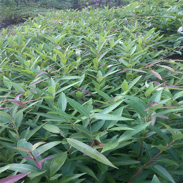 广东水蒲桃小苗 