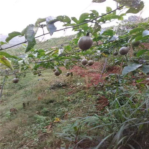 哪里有百香果苗卖？云南百香果苗，云南果苗 