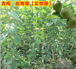 广东青梅苗 