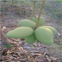 惠州台农一号芒果苗，惠州芒果苗，广东芒果苗 