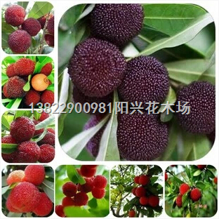 广东杨梅苗 