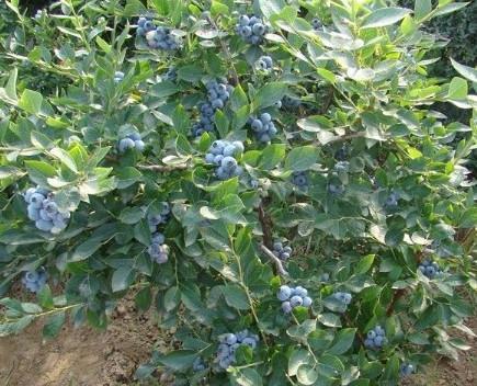 东莞蓝莓苗，深圳蓝莓苗，广东蓝莓苗批发 