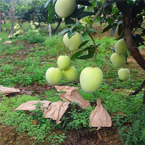 深圳凯特芒果苗，东莞凯特芒果苗，广东芒果苗价格 