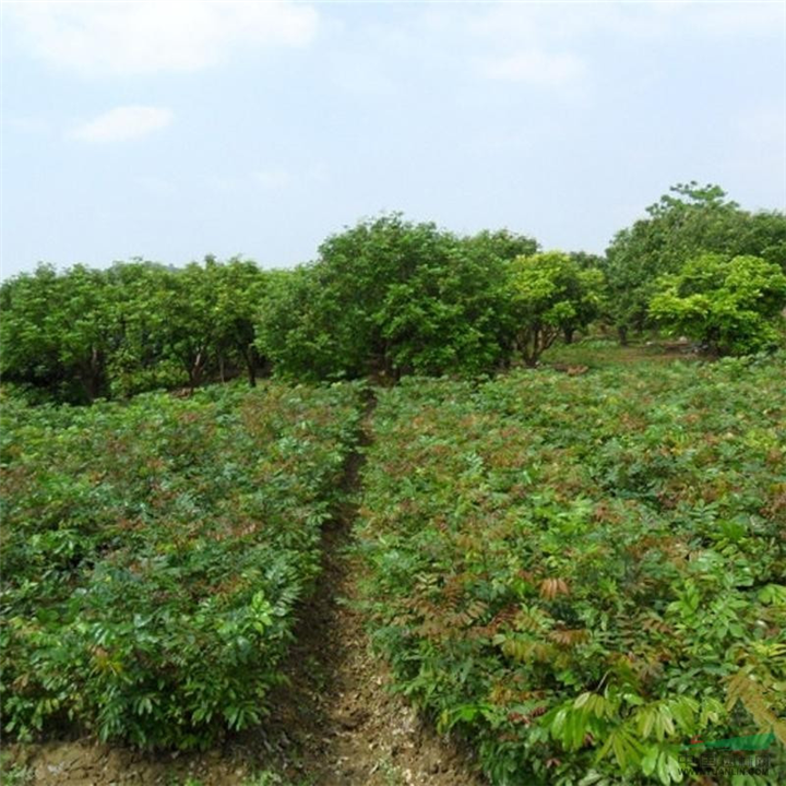 广东果苗、龙眼苗、石峡龙眼苗、储粮龙眼苗 
