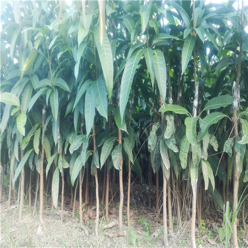 深圳金煌芒果苗，东莞金煌芒果苗，广东芒果苗价格 
