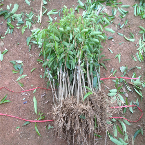 桂味荔枝苗，广州荔枝树苗，增城荔枝苗基地 