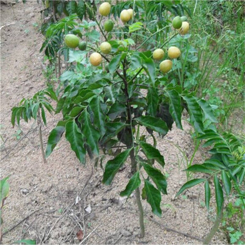 无核黄皮苗，增城黄皮苗，广州黄皮苗 