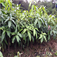 广东凯特芒果苗基地，广东凯特芒果苗，淡水凯特芒果苗 