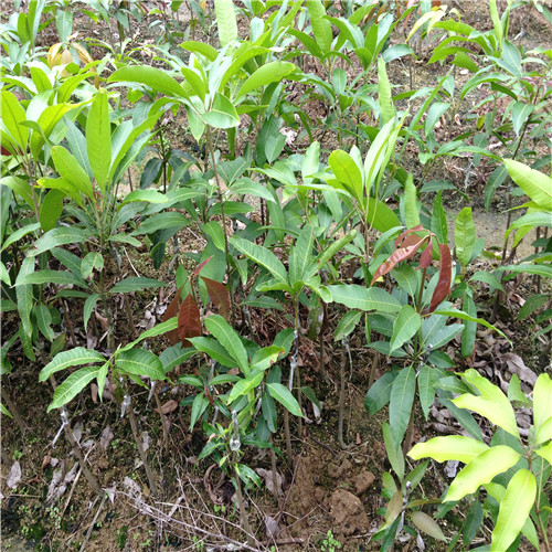 深圳桂七芒果苗，广东桂七芒果苗，广东果苗基地 