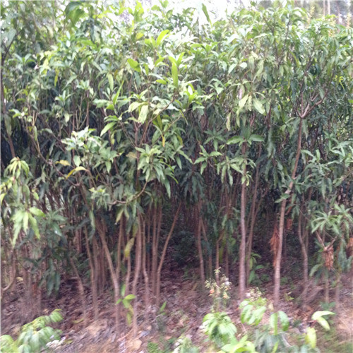 河源台农一号芒果苗，河源芒果苗，河源果树苗 