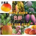 广东芒果苗 