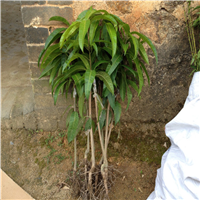 广东芒果苗价格，广东澳芒果苗，惠州澳芒果苗 
