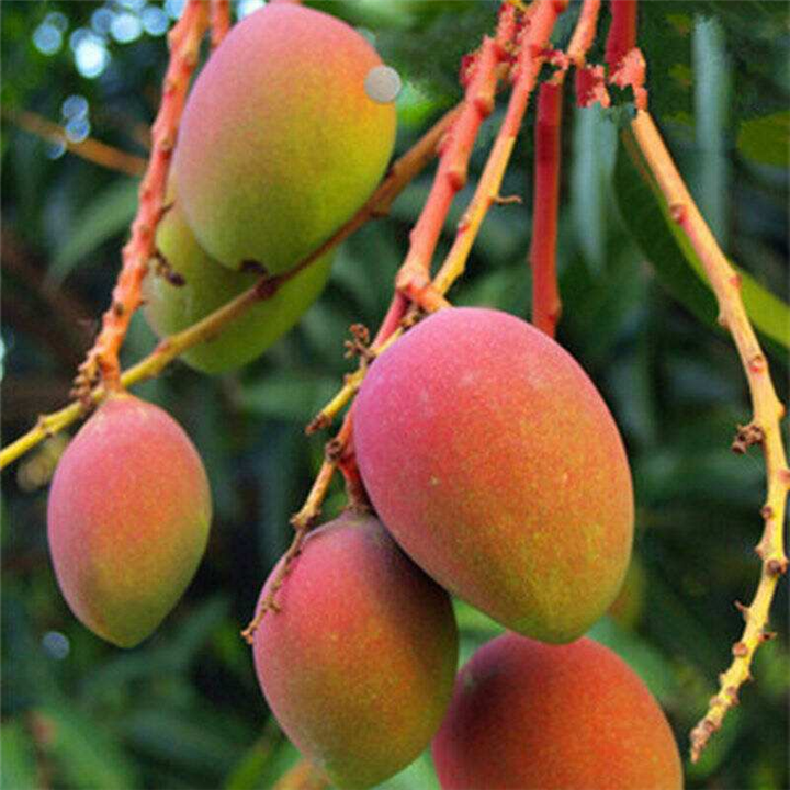 澳芒果苗—广东芒果苗，河源芒果苗 