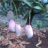 深圳红象牙芒果苗，东莞红象牙芒果苗，河源红象牙芒果苗 