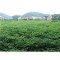 惠州果苗基地，惠州龙眼苗，批发龙眼苗 