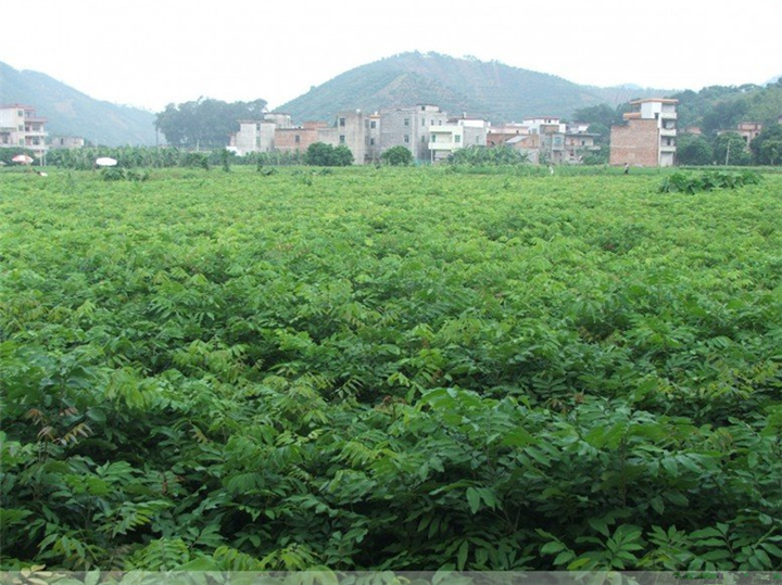 惠州果苗基地，惠州龙眼苗，批发龙眼苗 
