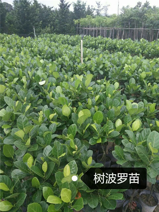 广东树菠萝苗+广东树菠萝苗 