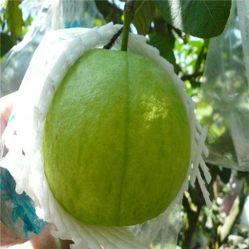 广东珍珠石榴苗 