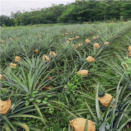 惠州霸王凤梨苗