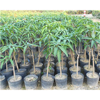 惠州芒果苗，东莞芒果苗 