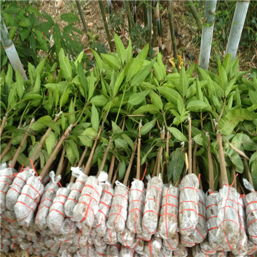 增城四季芒果苗，广州季芒果苗，广州芒果苗批发 