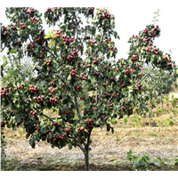 山楂苗价格，东莞山楂苗，深圳山楂苗 