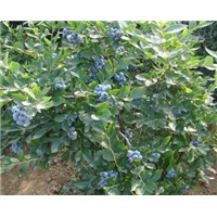 东莞蓝莓苗，深圳蓝莓苗，广东蓝莓苗批发 