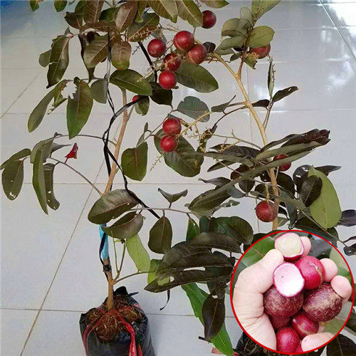 广东红皮龙眼苗推荐