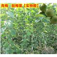 广东青梅苗 