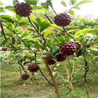 广西长寿果老虎果苗基地