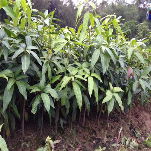 广东凯特芒果苗基地，广东凯特芒果苗，淡水凯特芒果苗 