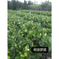 广东树菠萝苗+广东树菠萝苗 